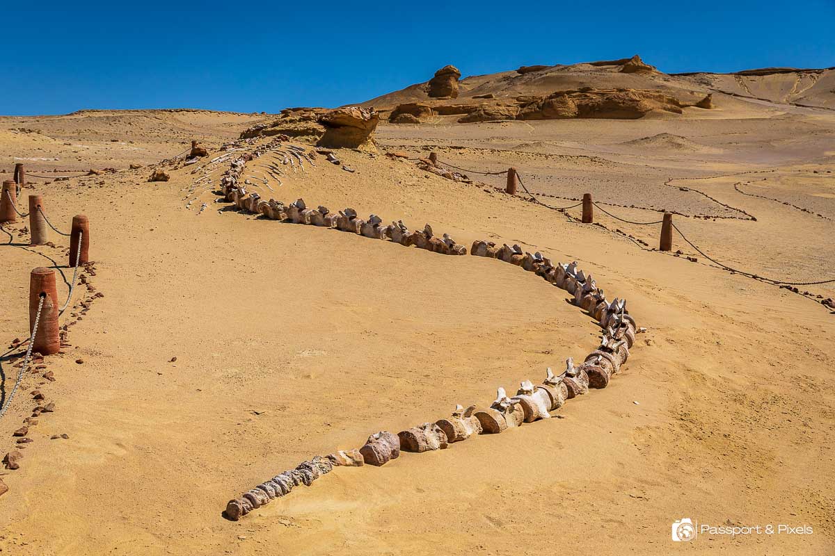 Aventure d'Oasis en Oasis : 8 jours d'evasion entre Le Caire, la Vallee des Baleines et Siwa la mysterieuse